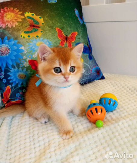 Брит. Котята золотая шиншилла