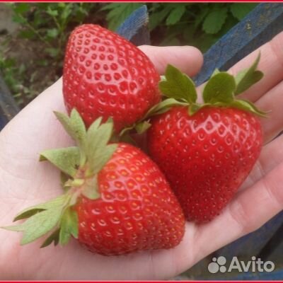 Рассада ремонтантной клубники 4 сорта зкс доставка