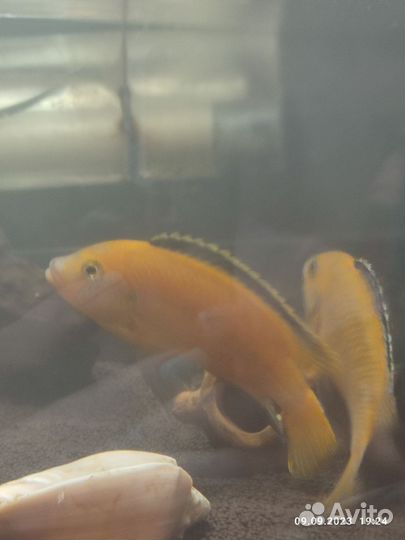 Лабидохромис еллоу