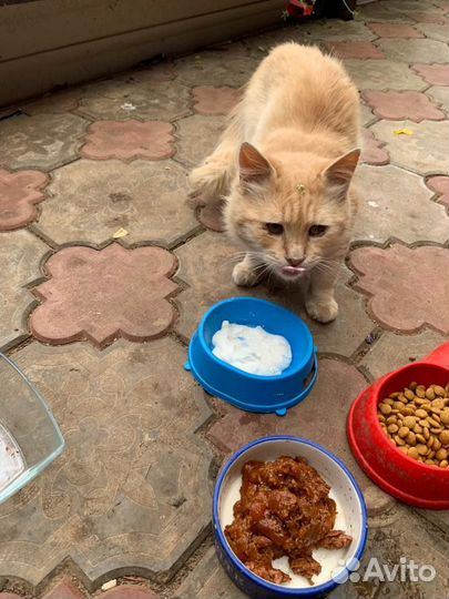 Котик ищет дом, хозяева продали дом,его оставили