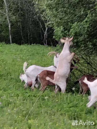 Продаю козочек