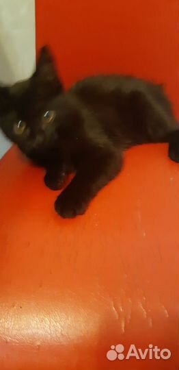Черный котенок