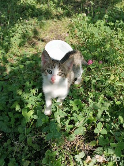 Кошки в добрые руки бесплатно