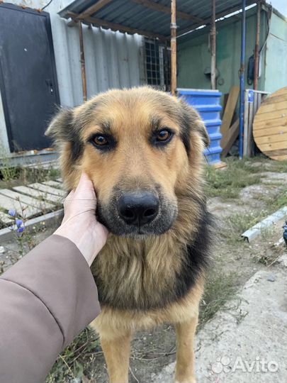 Пёс в добрые руки (кобель)