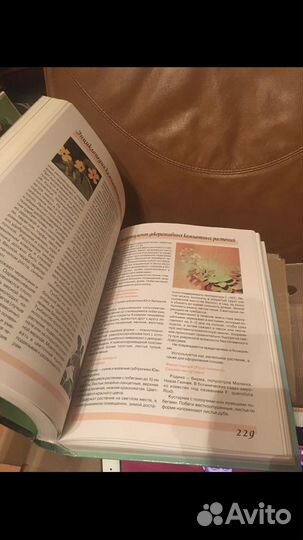 Энциклопедия комнатных растений
