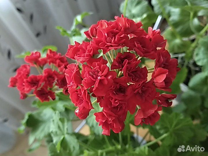 Домашние цветы