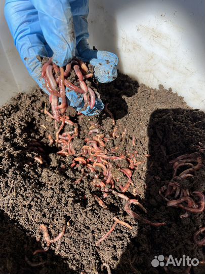 Биогумус для любимых растений