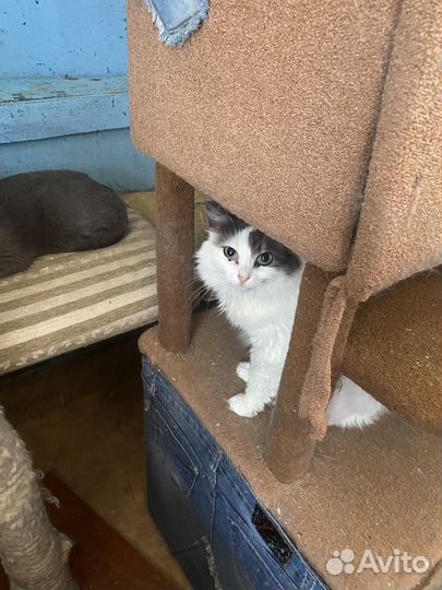 Кошка/кот в дар