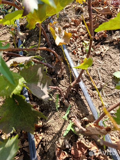 Привитые виноградные саженцы сорт