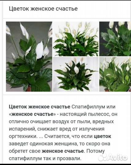 Спатифиллум