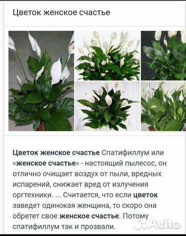 Спатифиллум