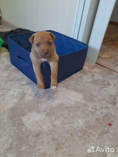 Щенок в добрые руки