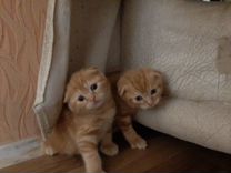 Шотландские вислоухие котята красные мрамор