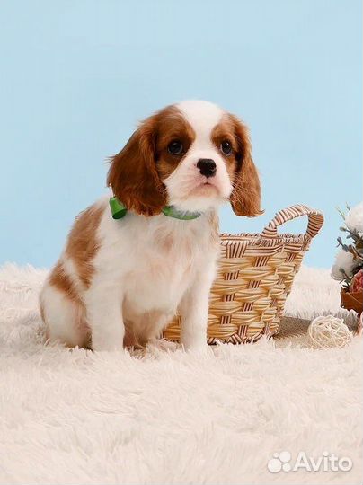 Кинг чарльз спаниель