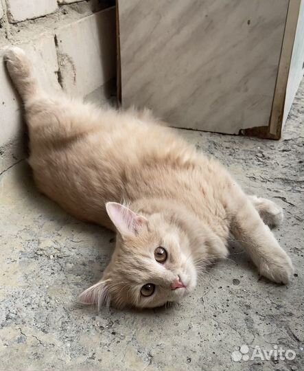 Котенок персиковый