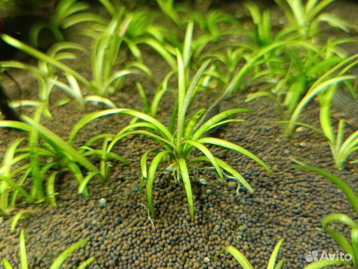 Сагиттария, Погостемон растение в аквариум