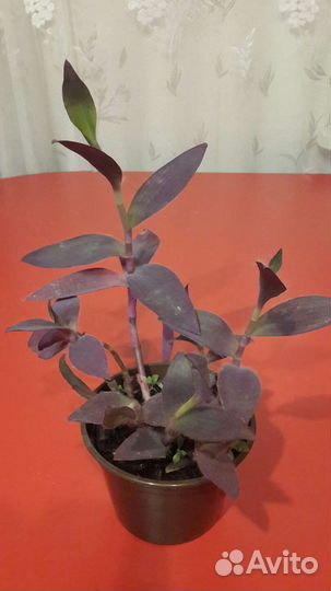 Комнатные растения