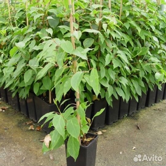 Актинидия (от 5 шт)