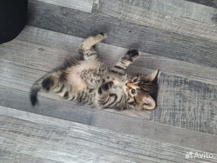 Котята в добрые руки бесплатно