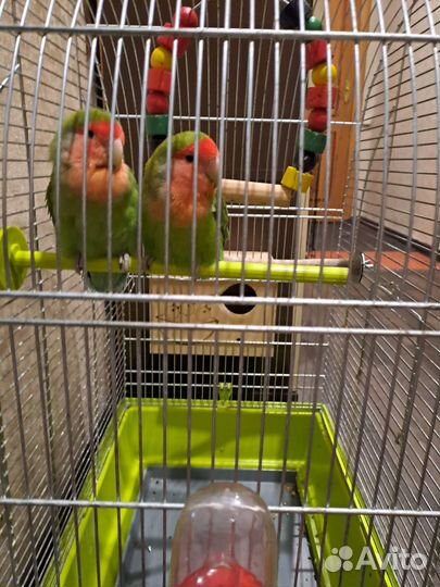 Попугай неразлучники