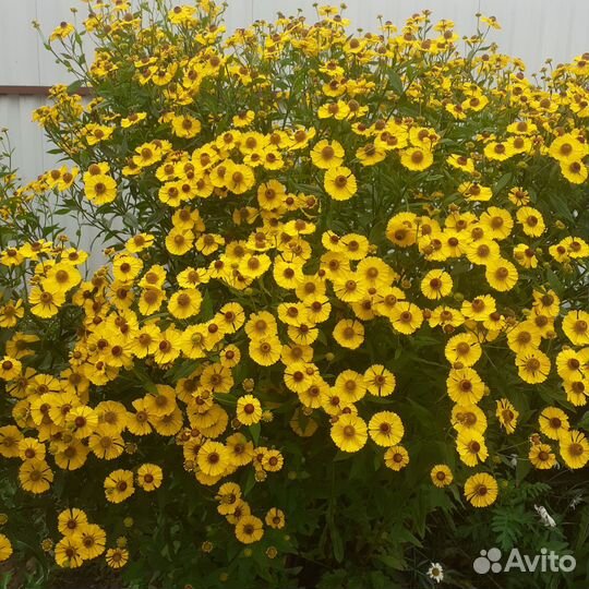 Многолетние цветы