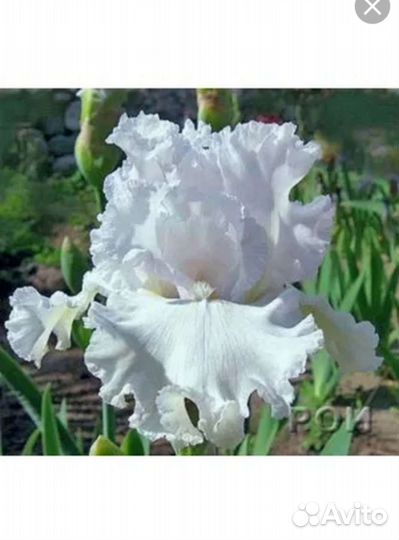 Германские бородатые ирисы