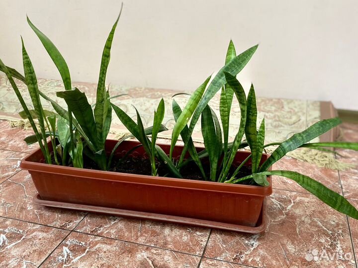 Сансевиерия или Тёщин язык