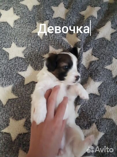 Отдам щенков