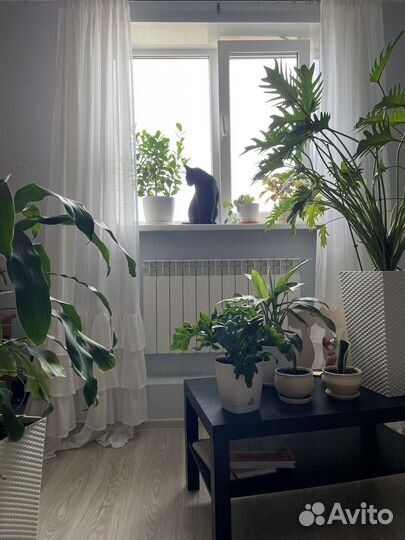 Озеленение, уход за растениями