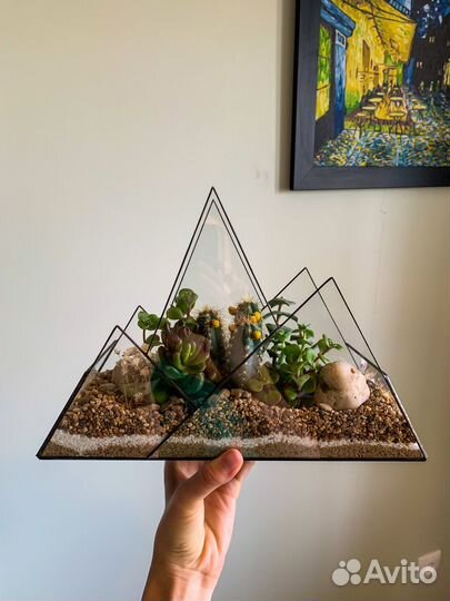 Флорариум суккуленты