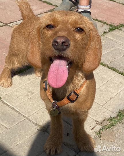 Выгул собак