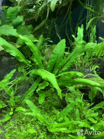 Криптокорина Нури