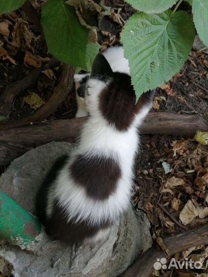 Котята в добрые руки бесплатно