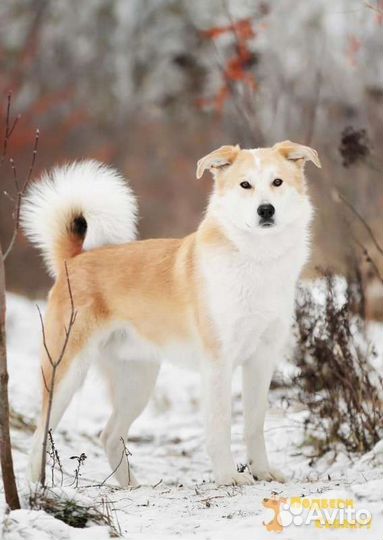 Шанхай, возраст 1 год в поисках дома