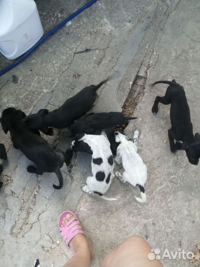 Щенки в добрые руки