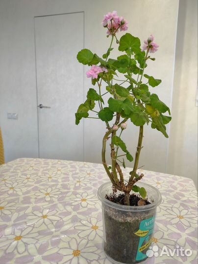 Пеларгония герань