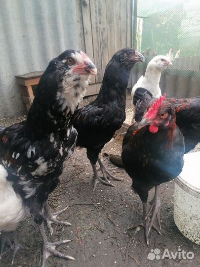 Молодые петушки