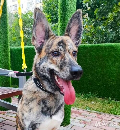 Ищем семью для Тайгера