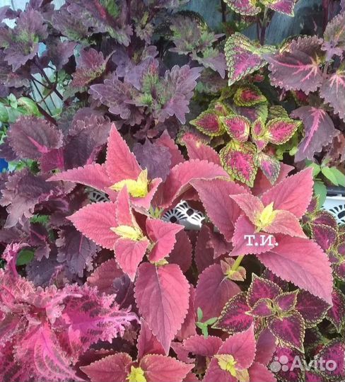 Колеусы сортовые вегетативные