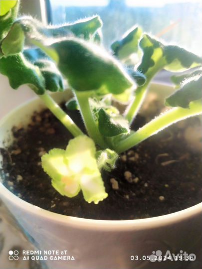 Сортовые фиалки