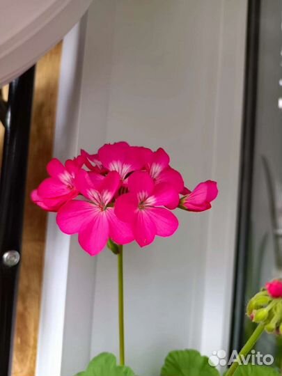 Пеларгония