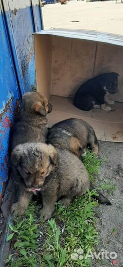 Собака в добрые руки отдам бесплатно