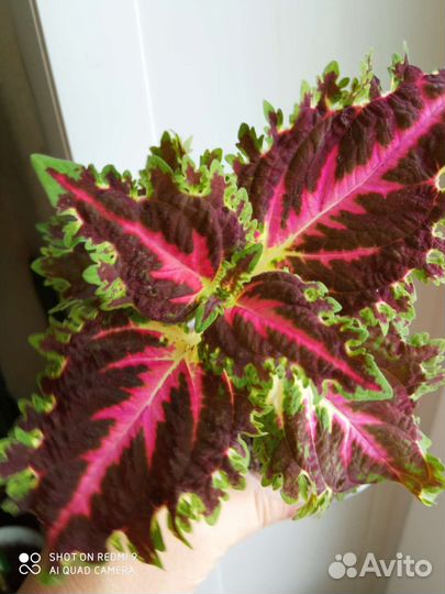 Колеус, сциндапсус