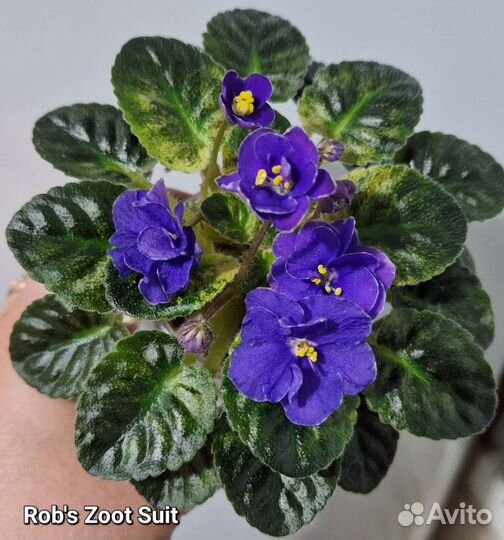 Детки сортовых фиалок (мини, трейлеры)