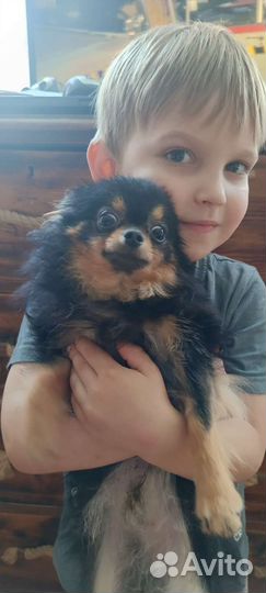 Щенок померанского шпица Супер микро