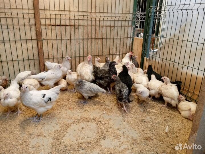 Суточные утята, гусята и молодняк-курица,петухи