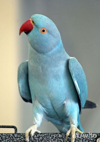 Ожереловый попугай самка