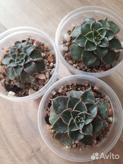 Граптопеталум, эхеверии