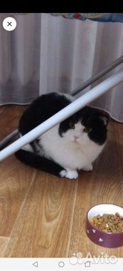 Вислоухий котик в добрые руки