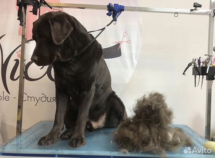 Мытье вычес (груминг) крупных пород собак